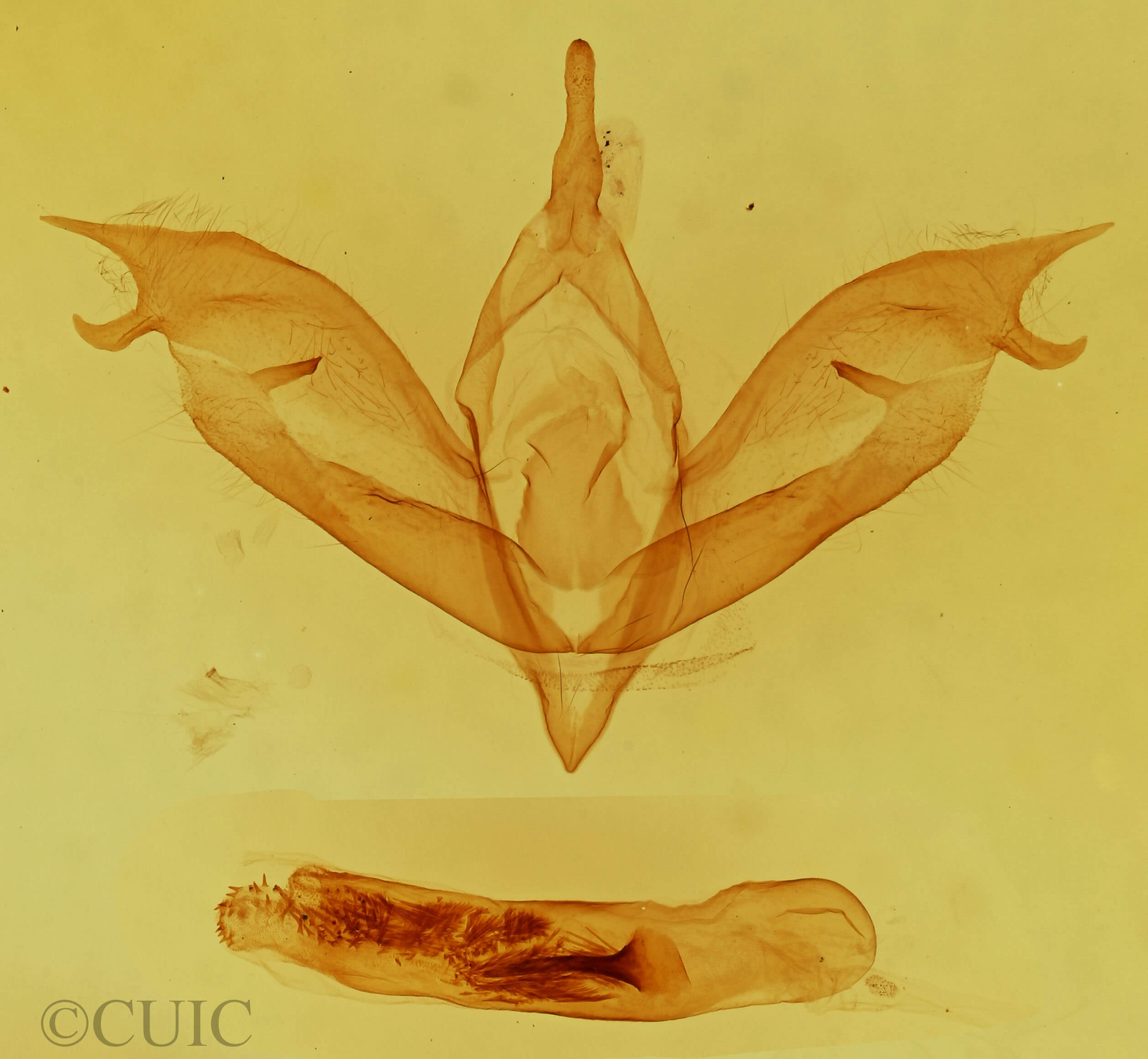 genitalia view of adult Pleromelloida bonuscula