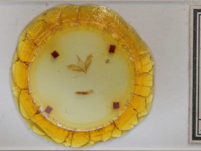 slide view of adult Pleromelloida bonuscula