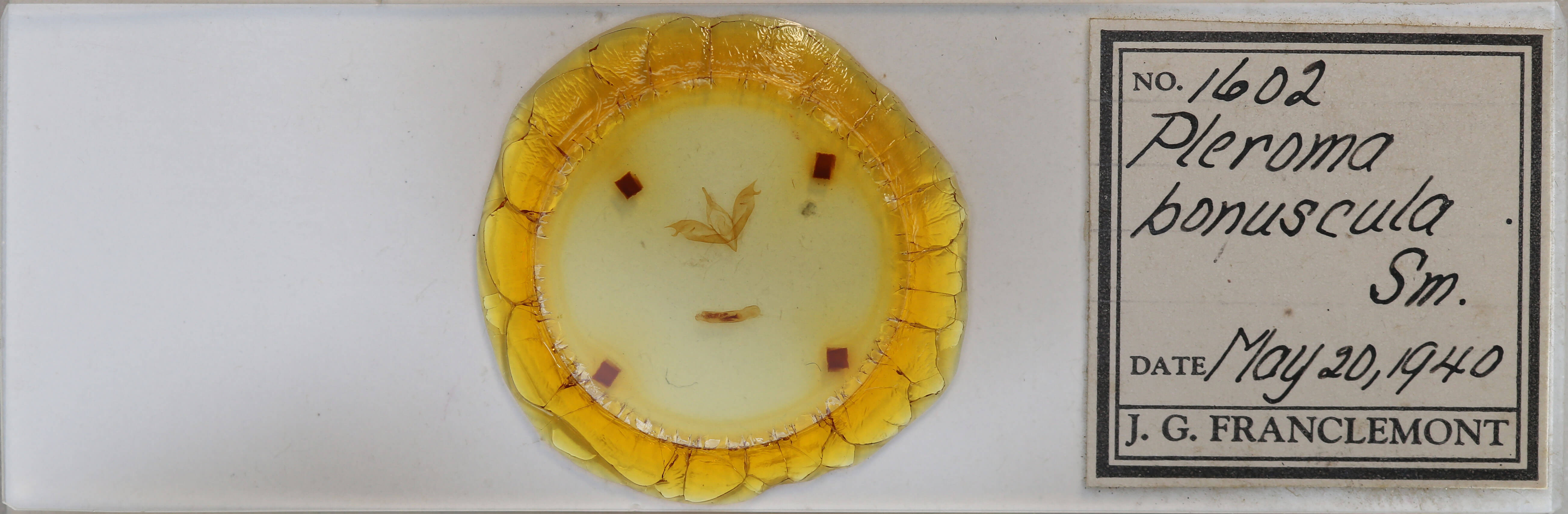 slide view of adult Pleromelloida bonuscula