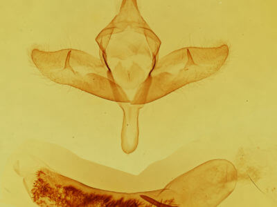 genitalia view of adult Pleromelloida cinerea