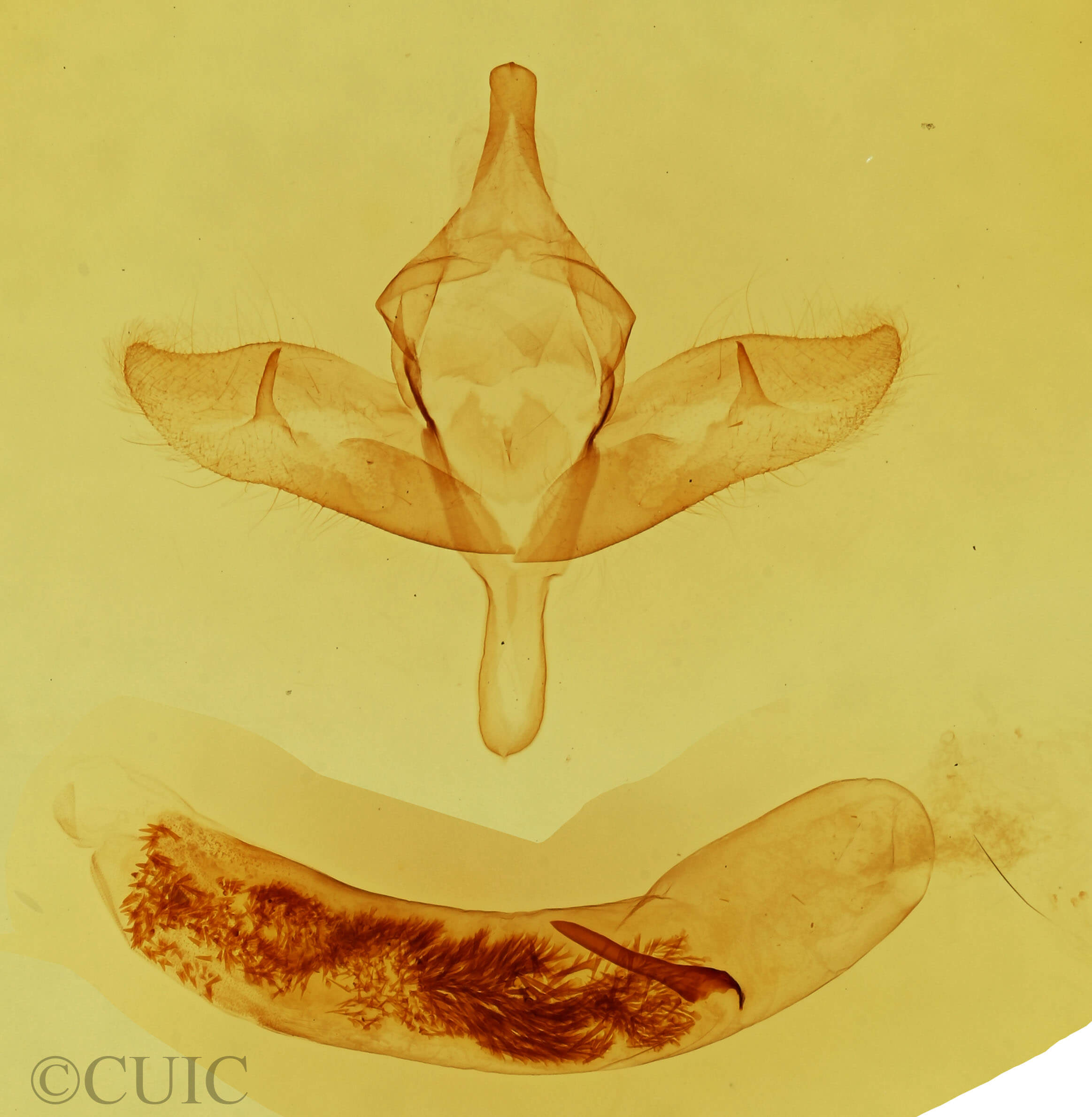 genitalia view of adult Pleromelloida cinerea