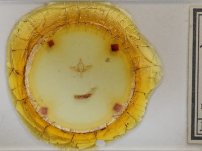 slide view of adult Pleromelloida cinerea