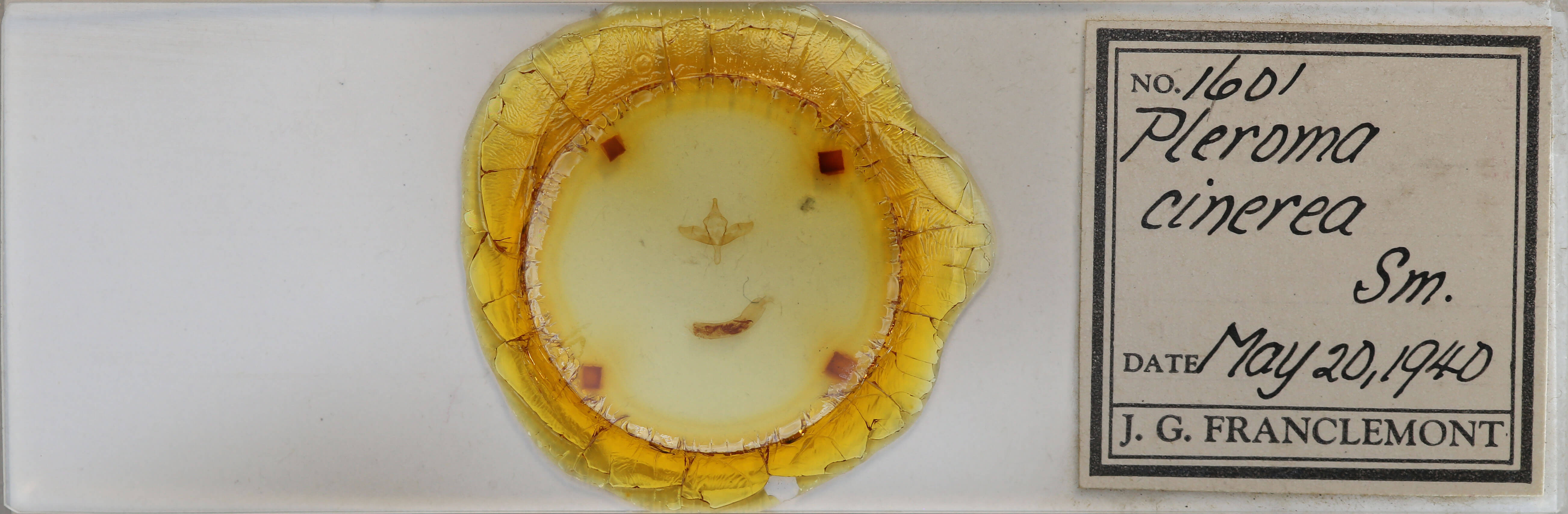 slide view of adult Pleromelloida cinerea