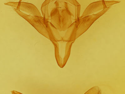 genitalia view of adult Pleromelloida conserta