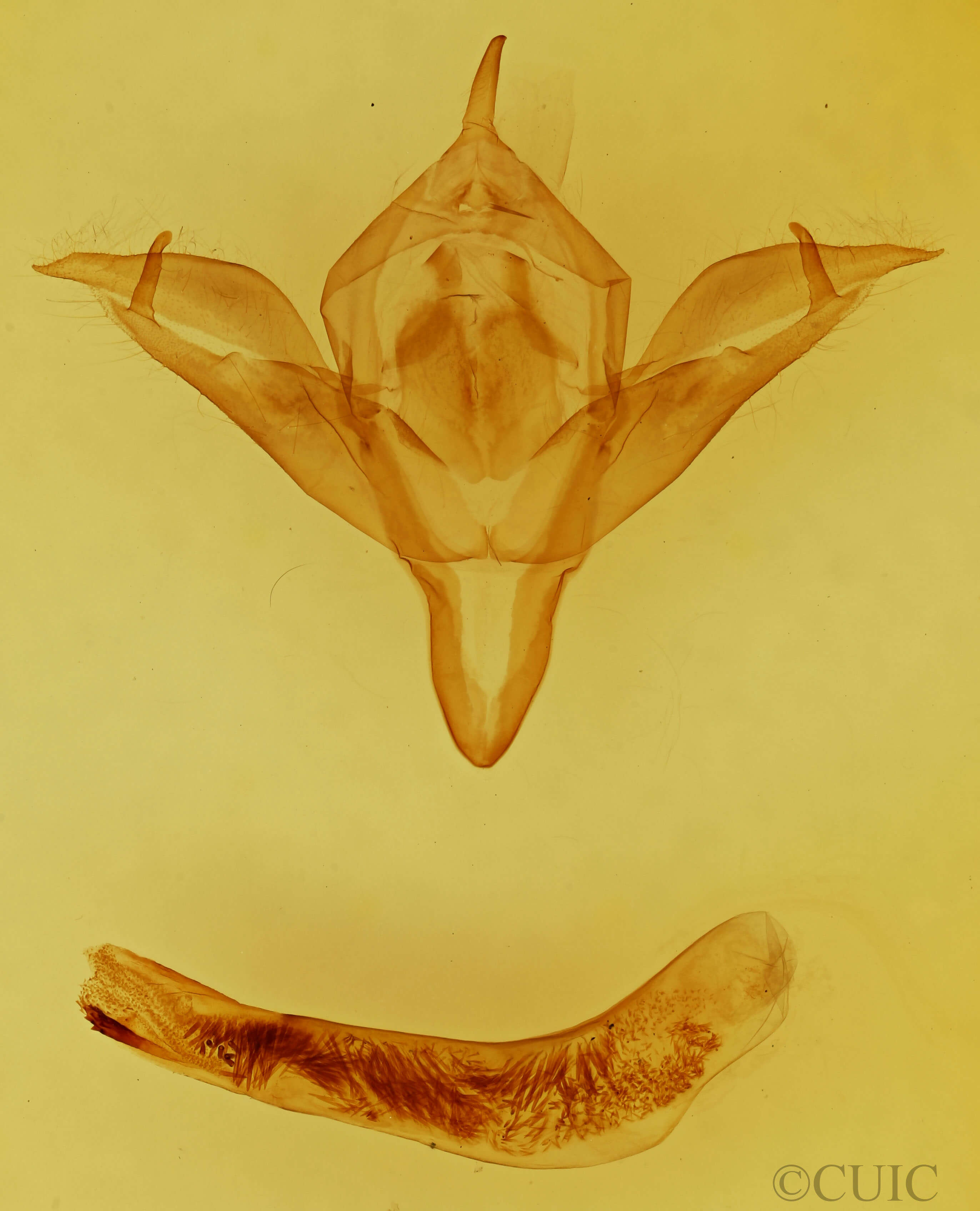genitalia view of adult Pleromelloida conserta