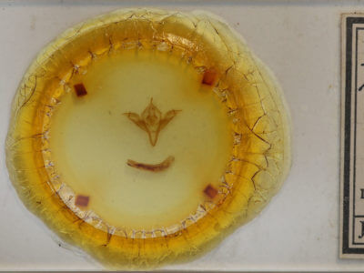 slide view of adult Pleromelloida conserta