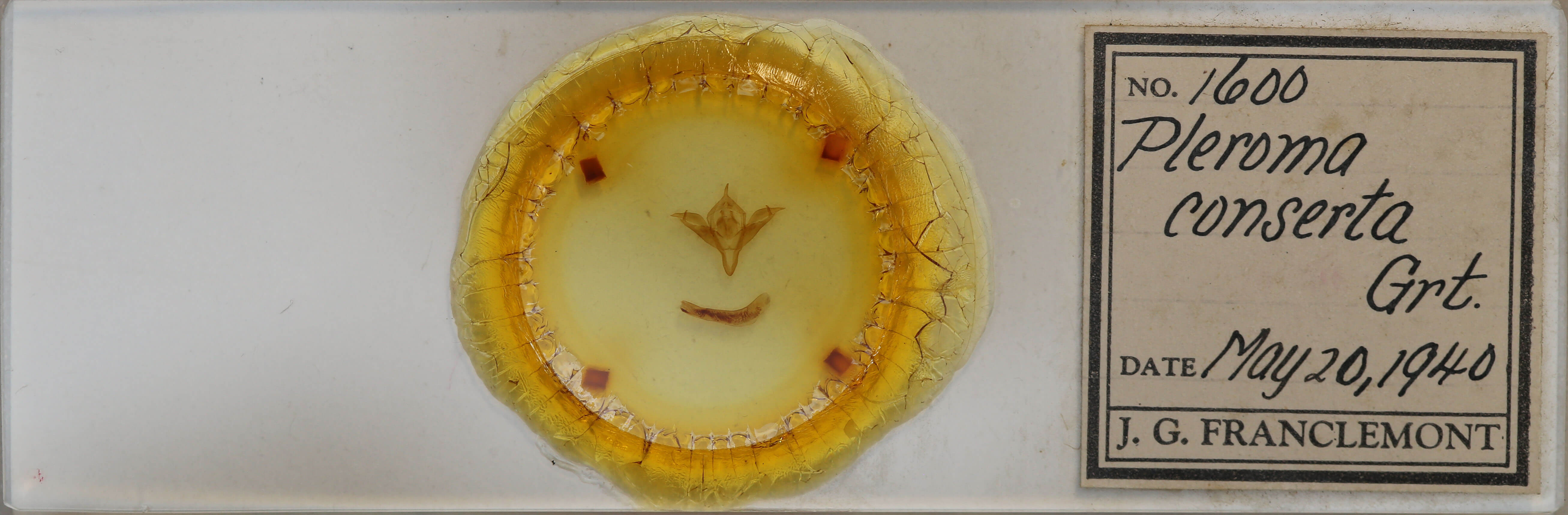 slide view of adult Pleromelloida conserta