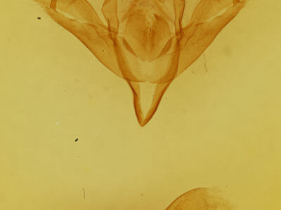 genitalia view of adult Pleromelloida conserta