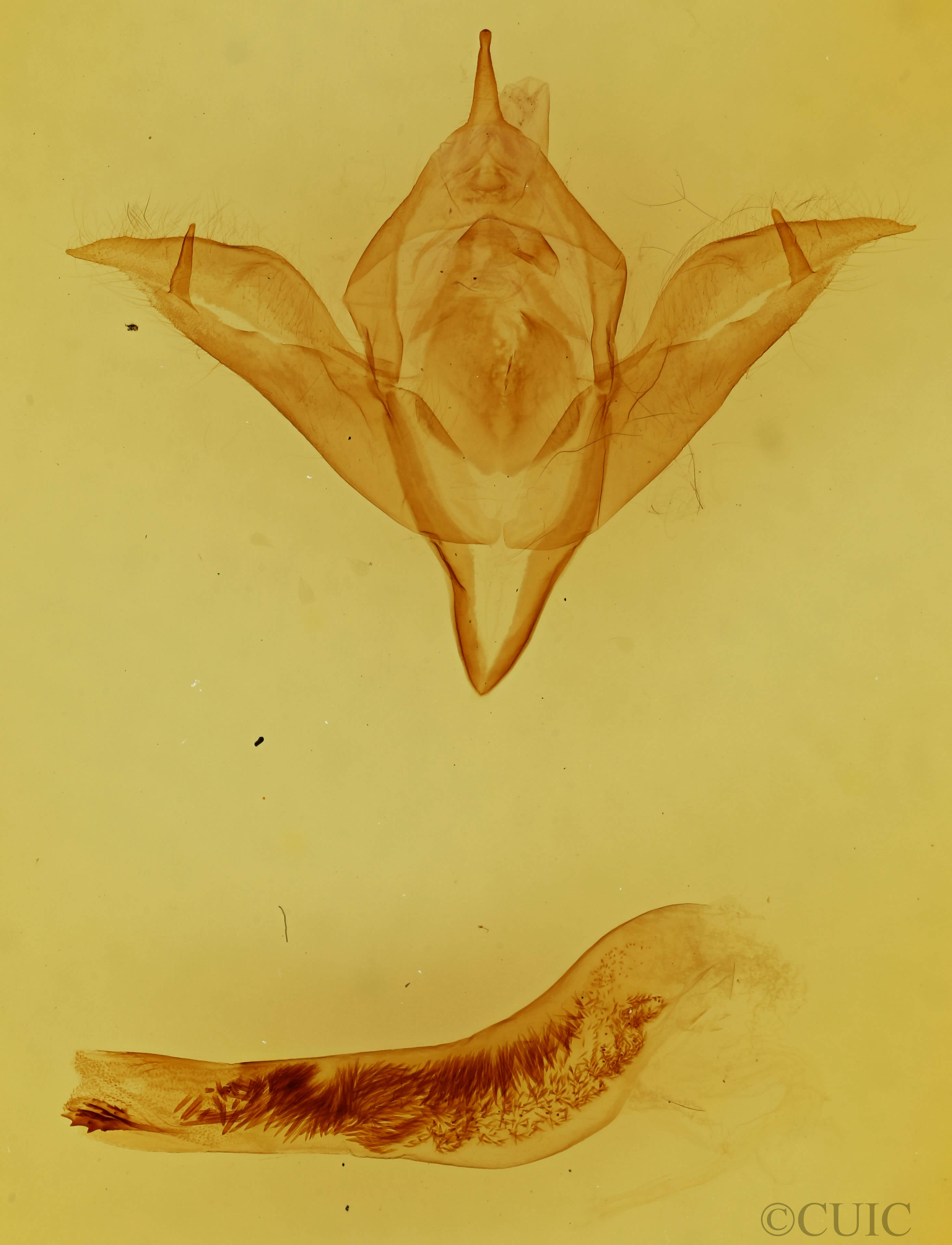 genitalia view of adult Pleromelloida conserta
