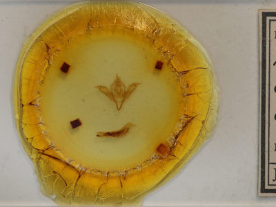 slide view of adult Pleromelloida conserta