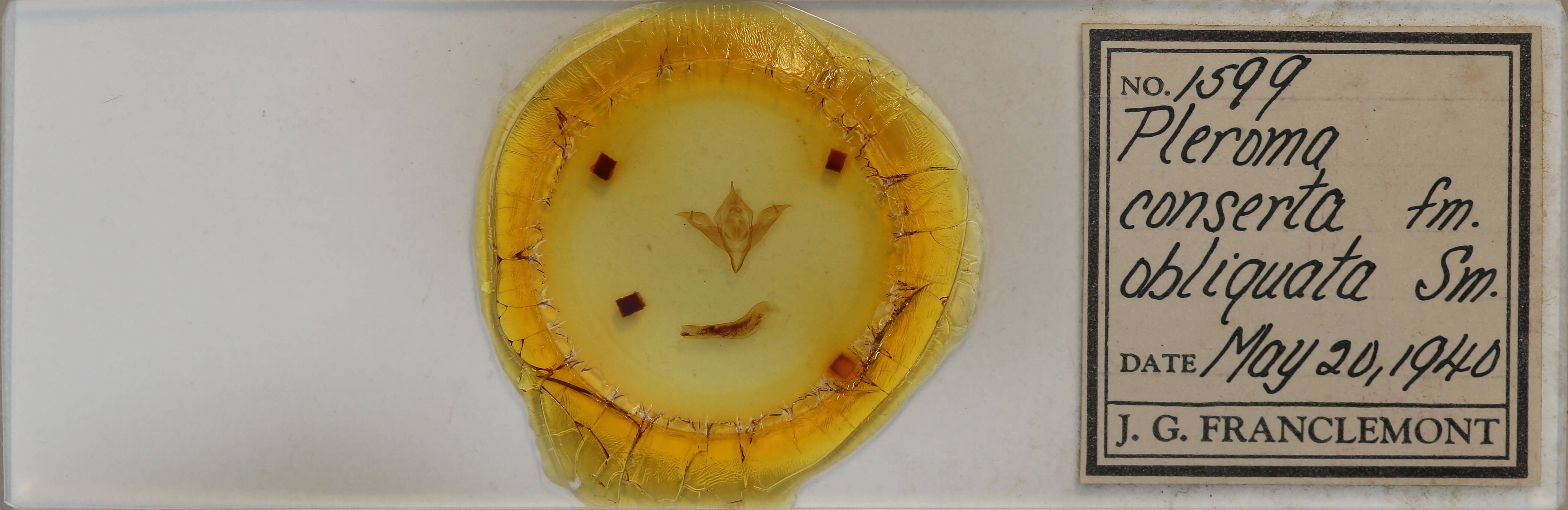 slide view of adult Pleromelloida conserta