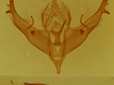genitalia view of adult Polygrammate hebraeicum