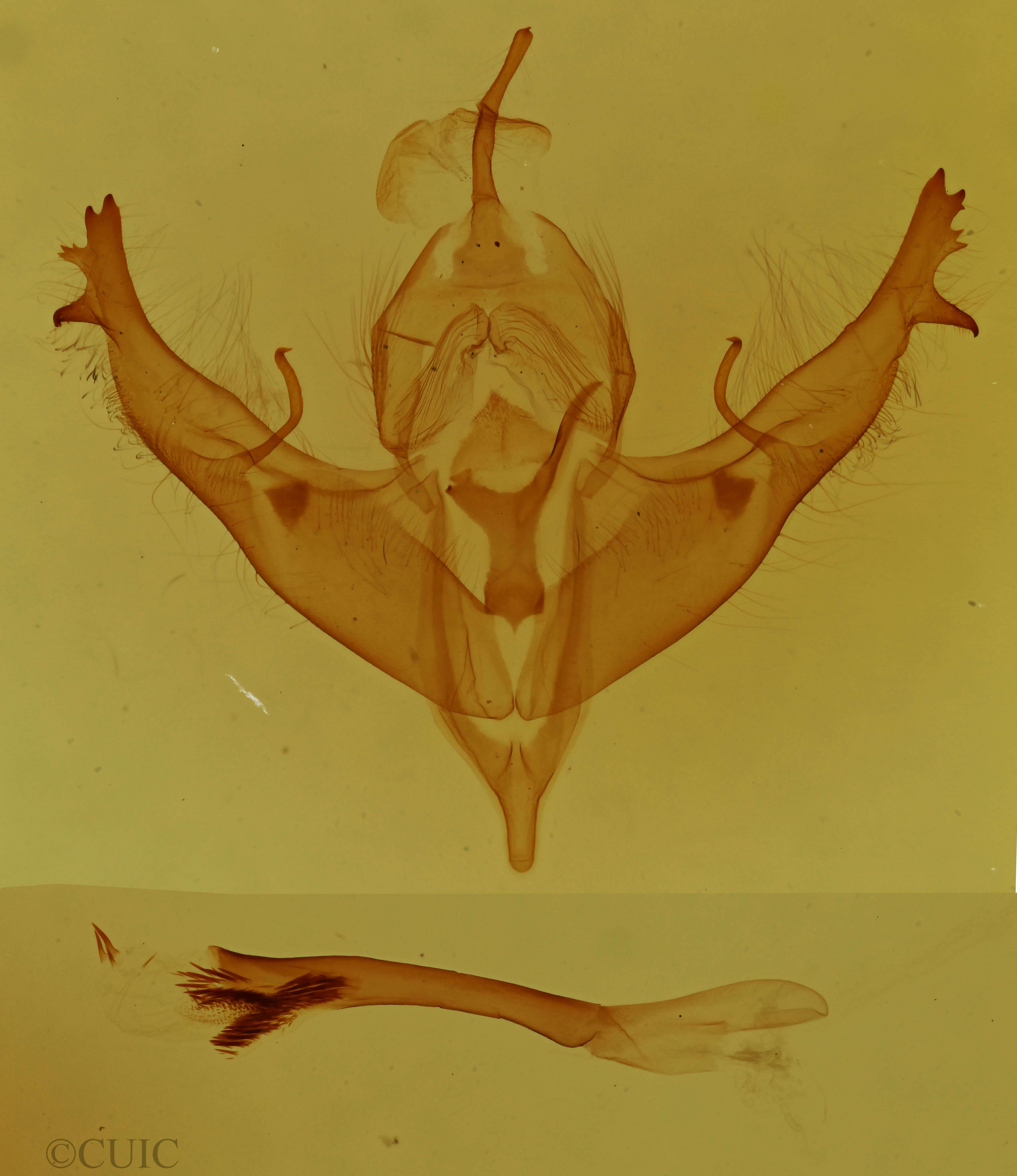 genitalia view of adult Polygrammate hebraeicum