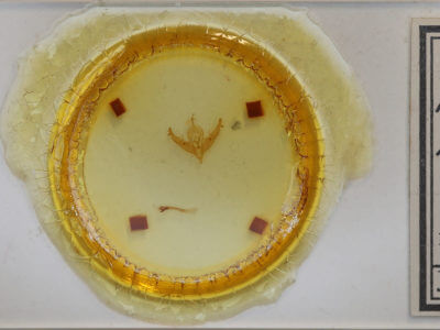 slide view of adult Polygrammate hebraeicum