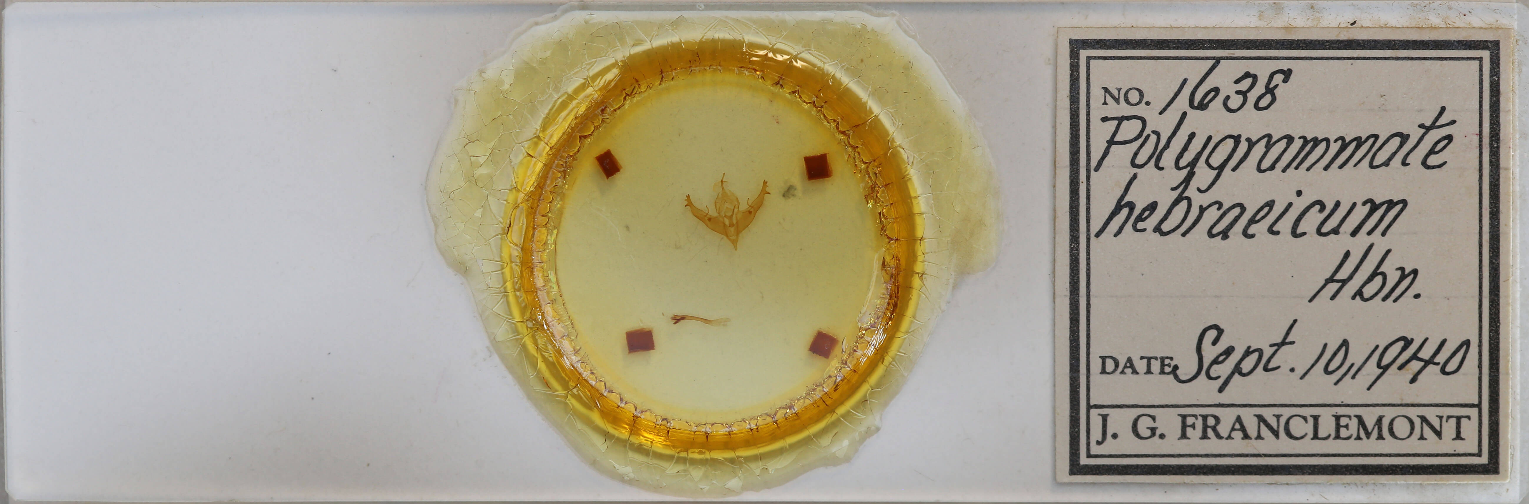 slide view of adult Polygrammate hebraeicum