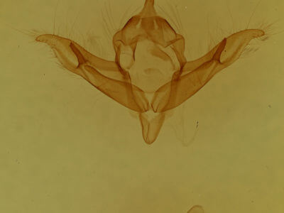 genitalia view of adult Protolampra brunneicollis