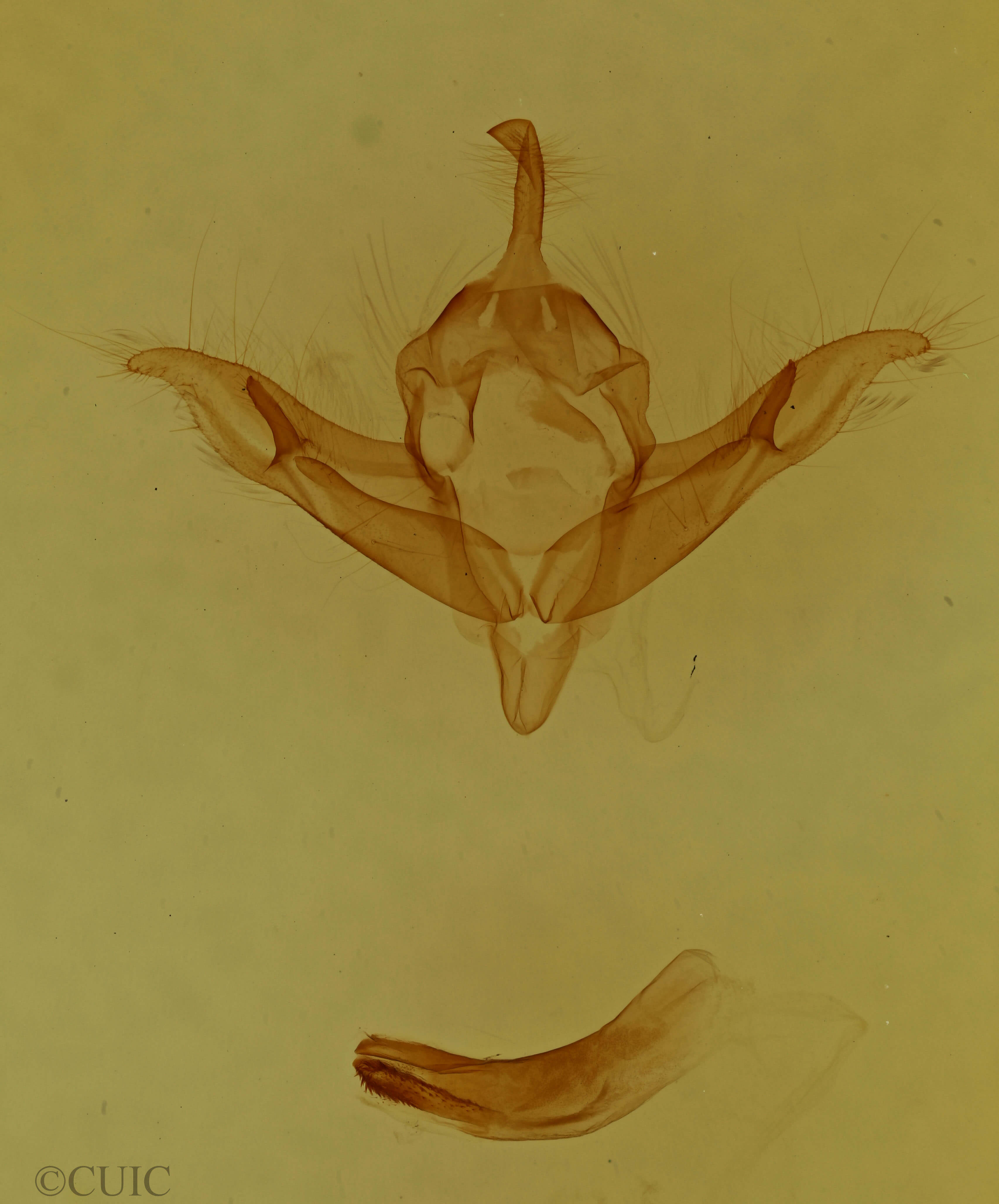 genitalia view of adult Protolampra brunneicollis