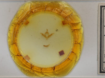 slide view of adult Protolampra brunneicollis