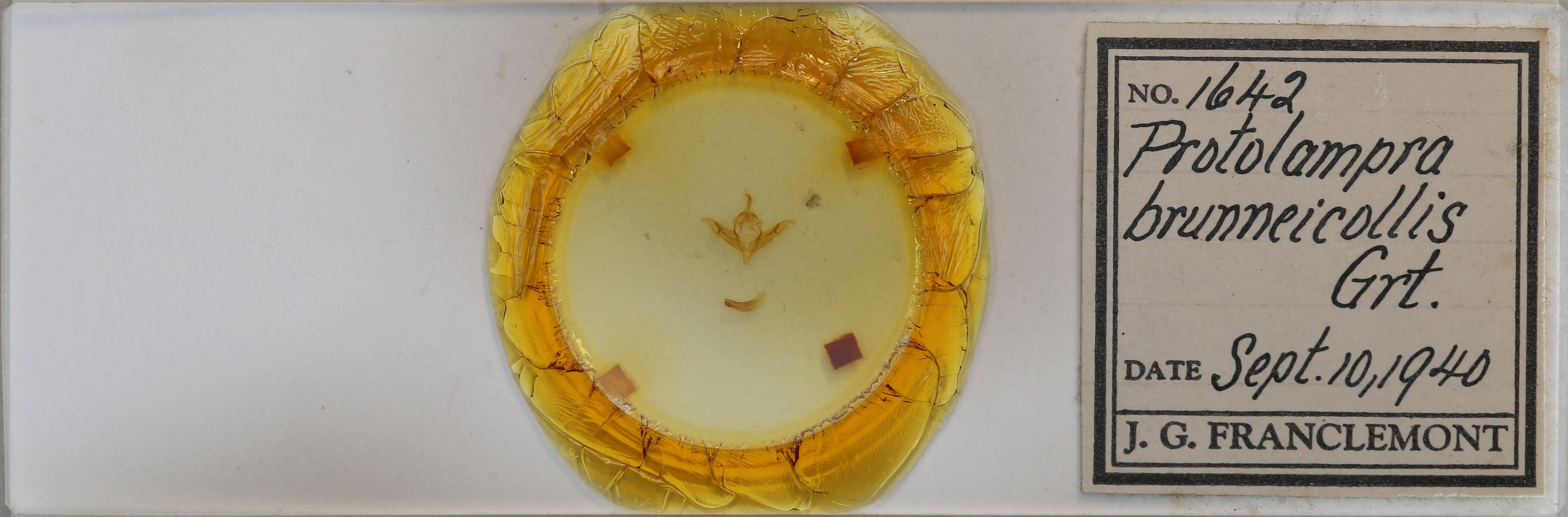 slide view of adult Protolampra brunneicollis