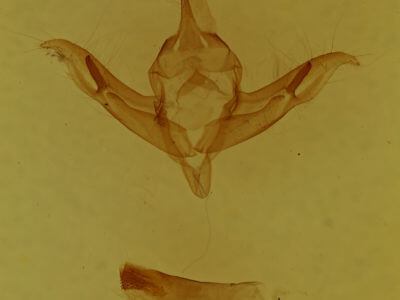 genitalia view of adult Protolampra brunneicollis