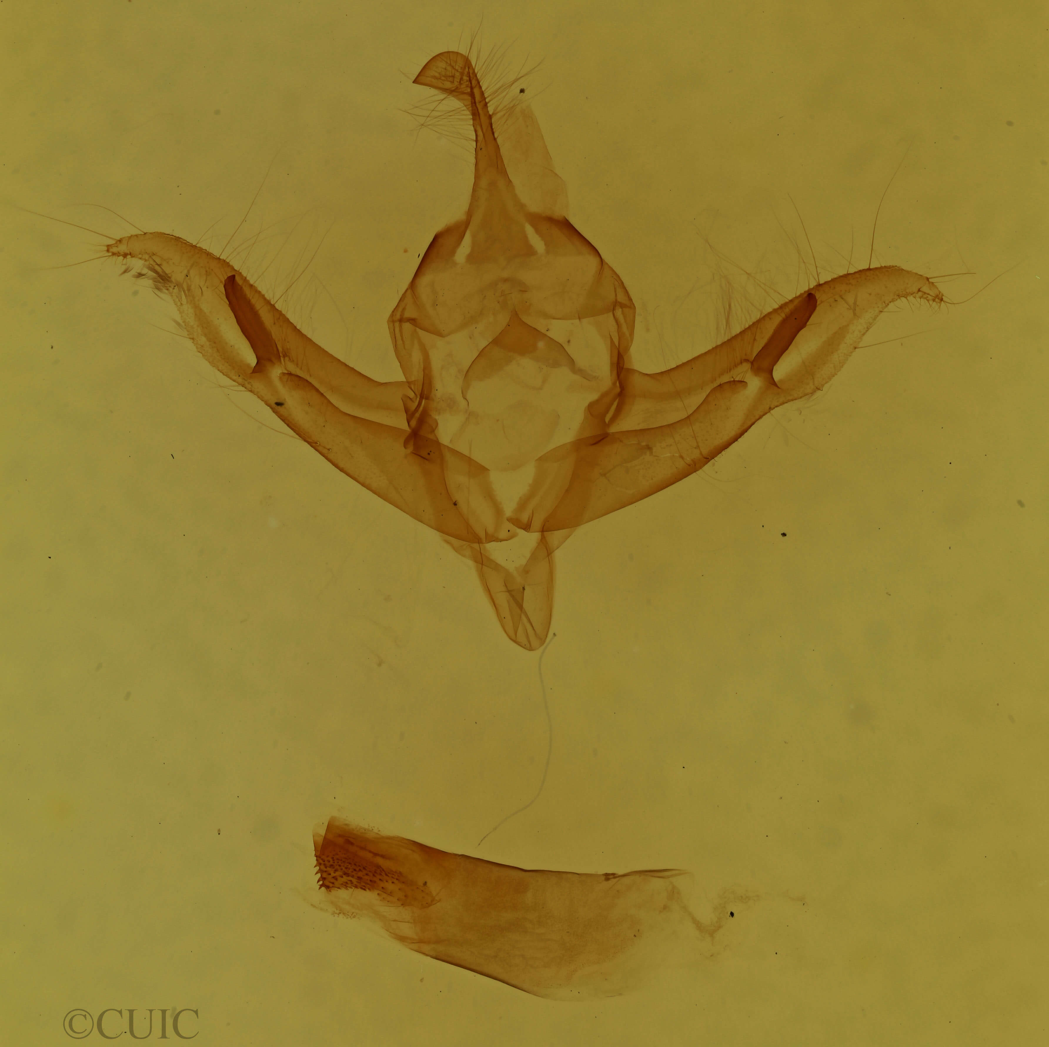 genitalia view of adult Protolampra brunneicollis