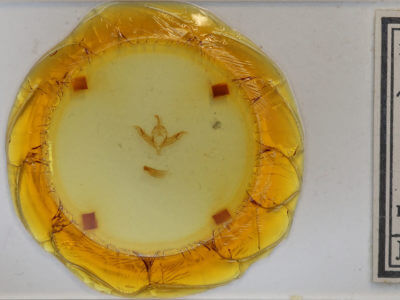 slide view of adult Protolampra brunneicollis