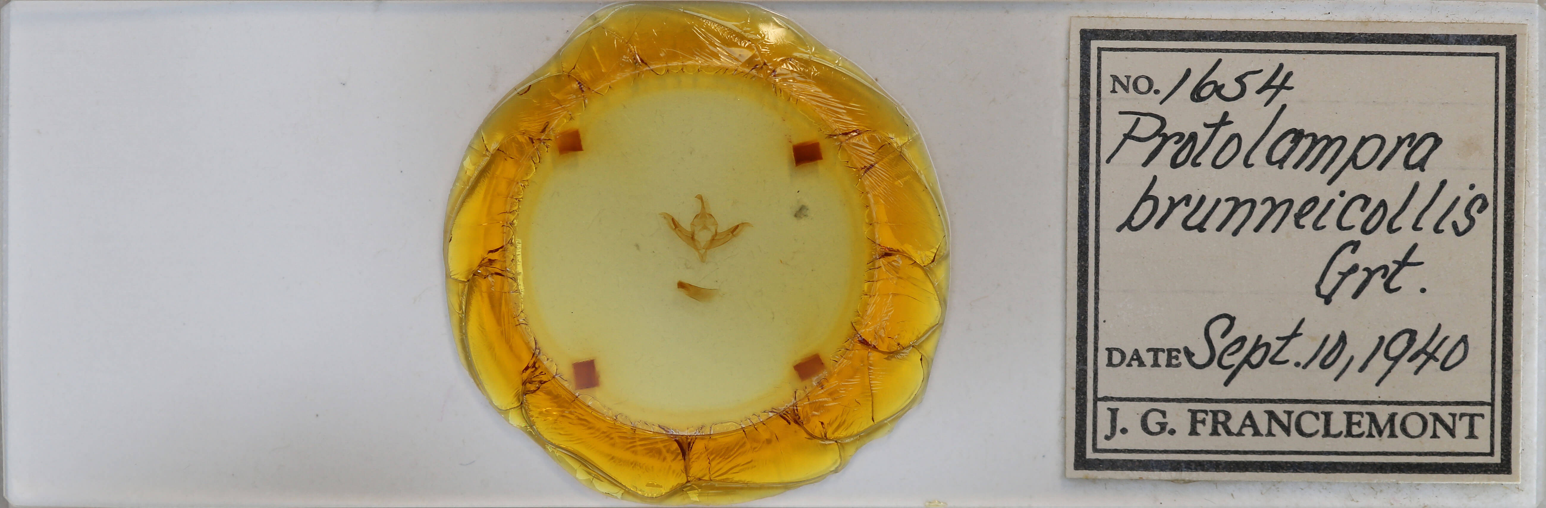 slide view of adult Protolampra brunneicollis