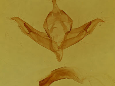 genitalia view of adult Protolampra brunneicollis