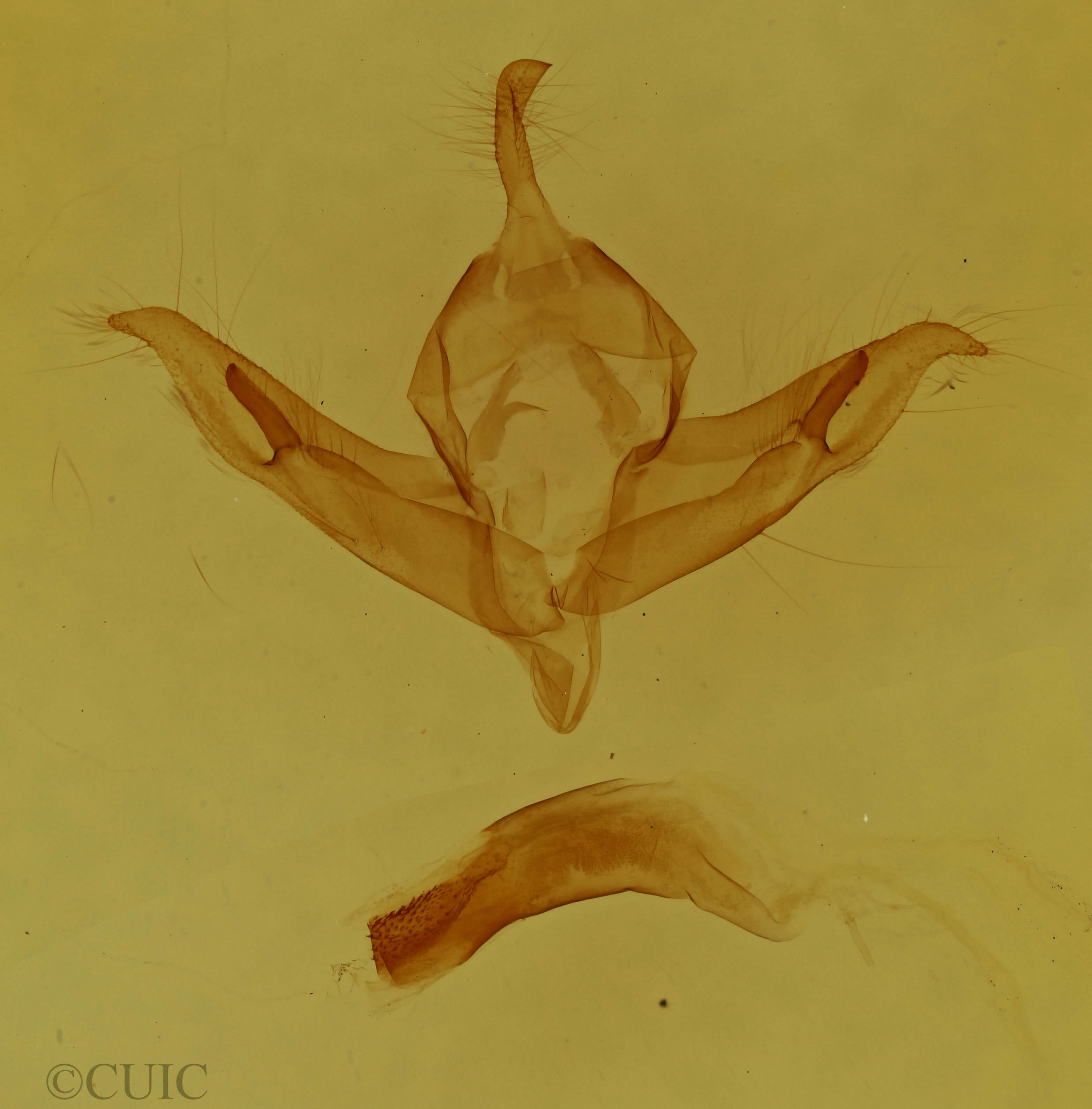 genitalia view of adult Protolampra brunneicollis