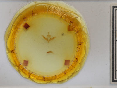 slide view of adult Protolampra brunneicollis