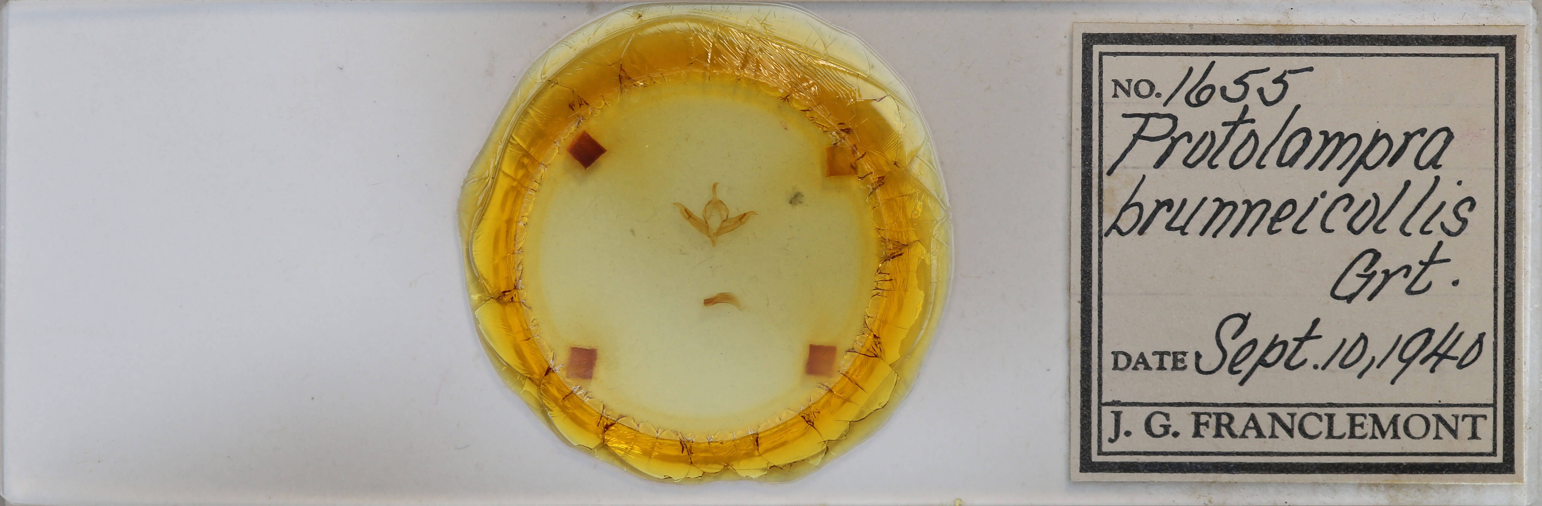 slide view of adult Protolampra brunneicollis