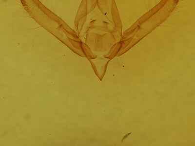 genitalia view of adult Psaphida electilis
