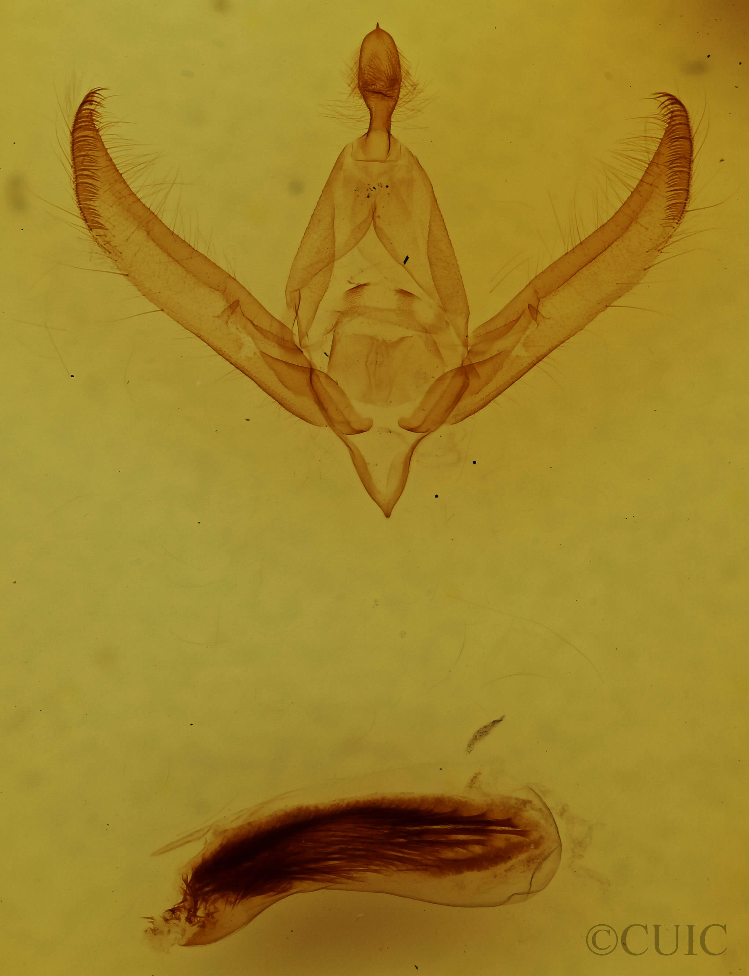 genitalia view of adult Psaphida electilis