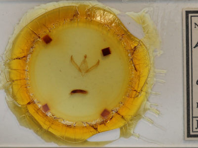 slide view of adult Psaphida electilis