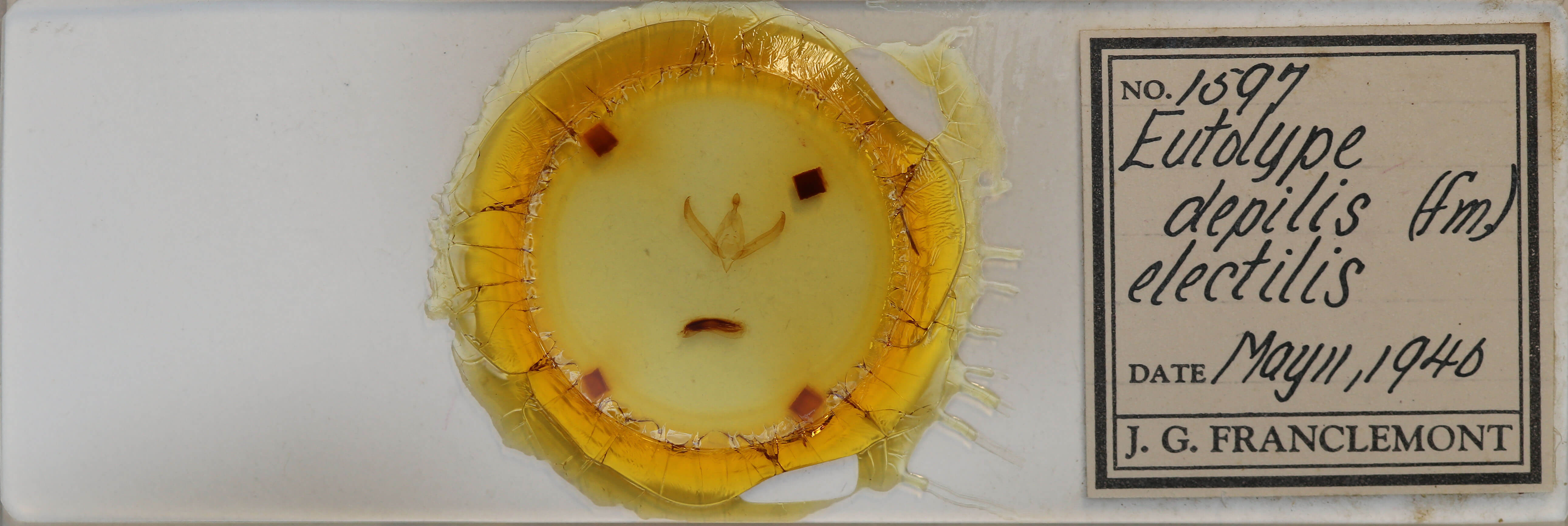 slide view of adult Psaphida electilis