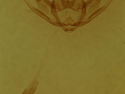 genitalia view of adult Hypomecis umbrosaria