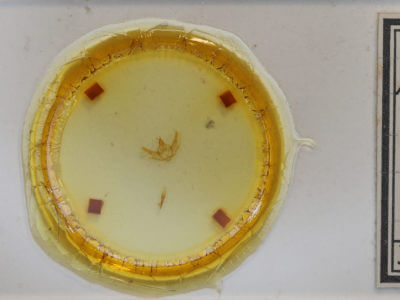 slide view of adult Hypomecis umbrosaria