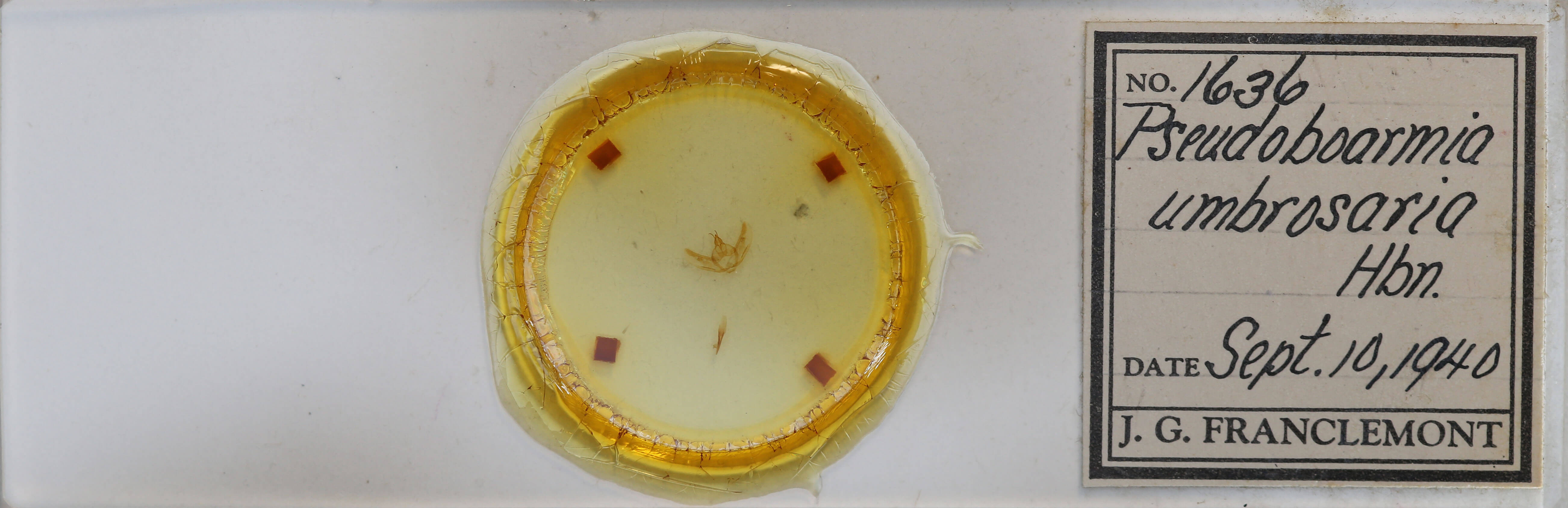 slide view of adult Hypomecis umbrosaria