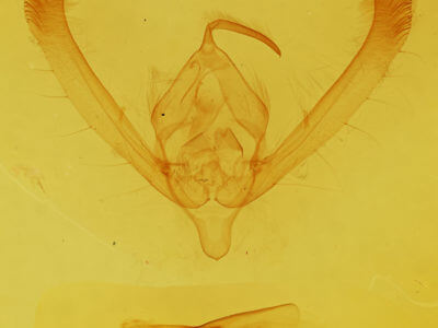 genitalia view of adult Pyrrhia umbra