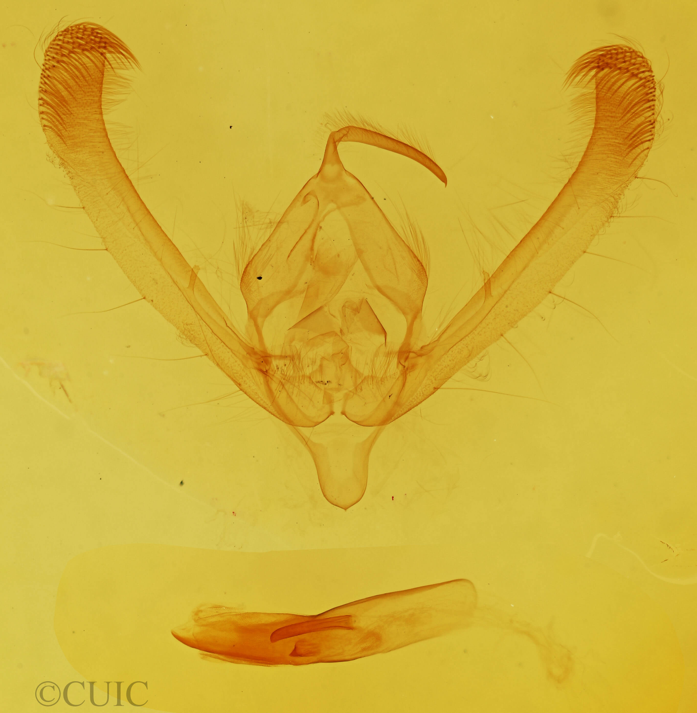 genitalia view of adult Pyrrhia umbra