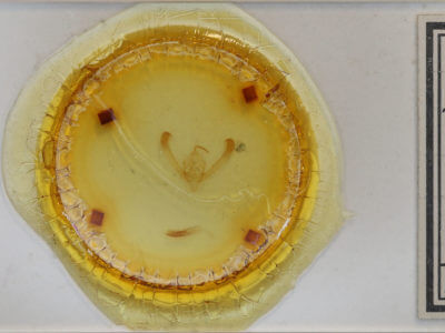 slide view of adult Pyrrhia umbra