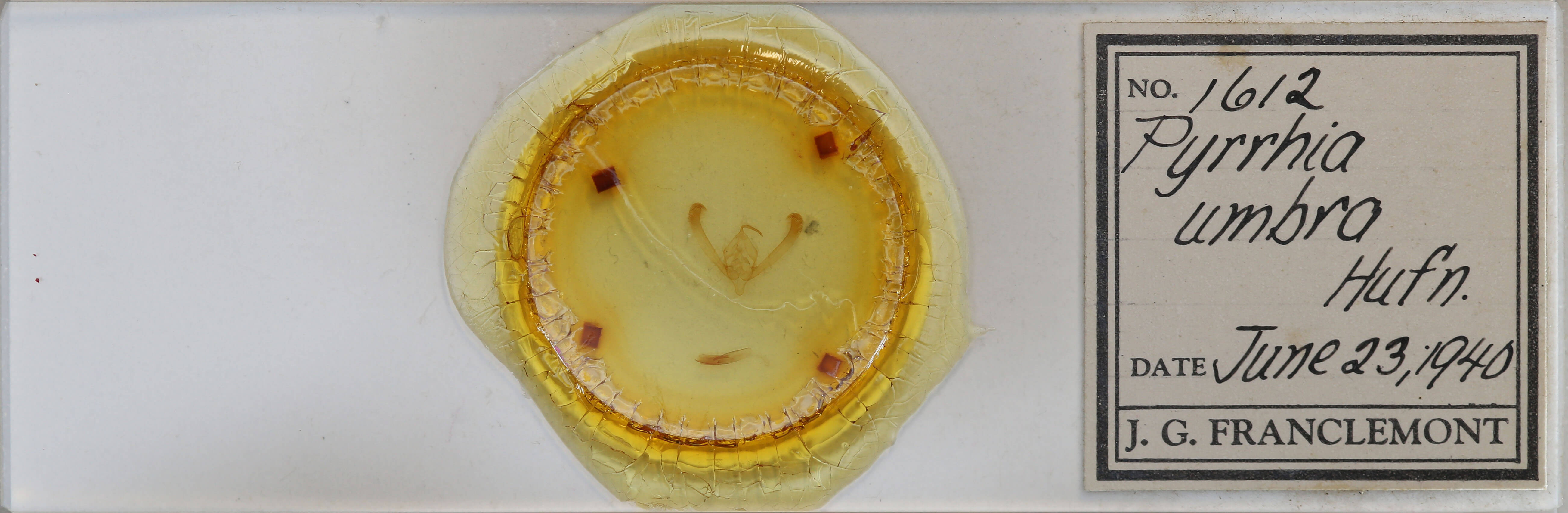 slide view of adult Pyrrhia umbra