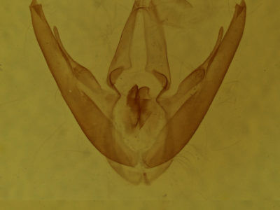 genitalia view of adult Rhododactyla semirosea