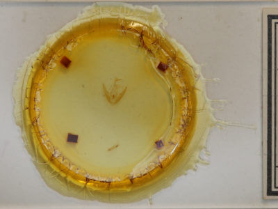 slide view of adult Rhododactyla semirosea