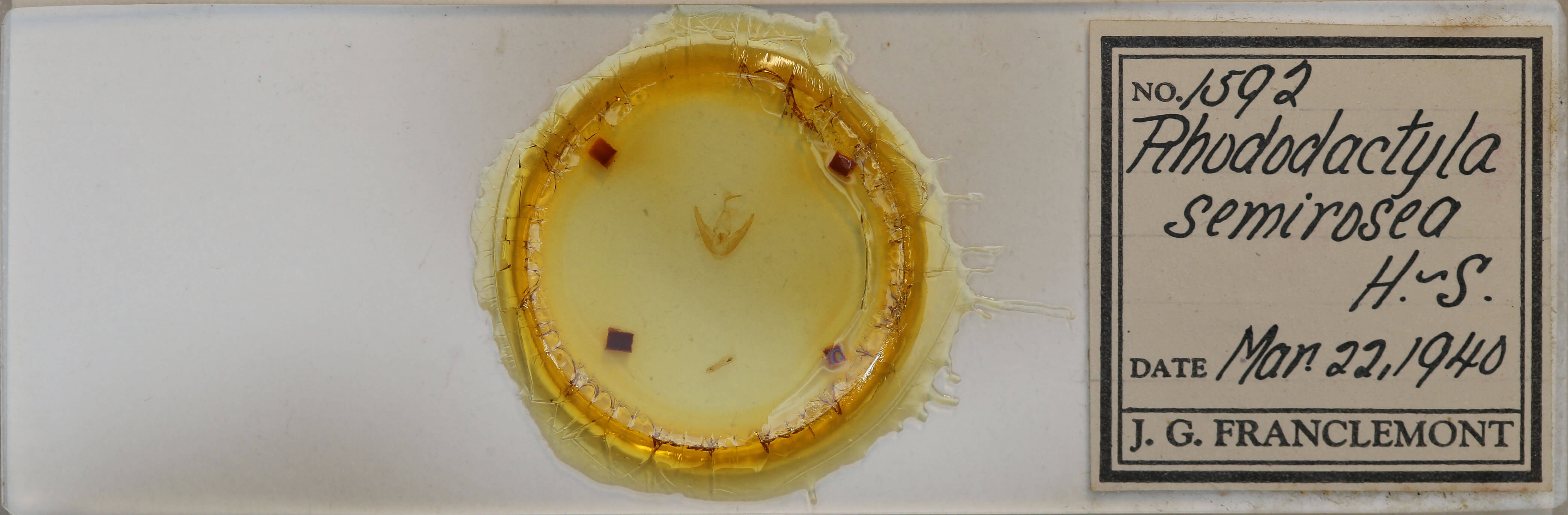 slide view of adult Rhododactyla semirosea