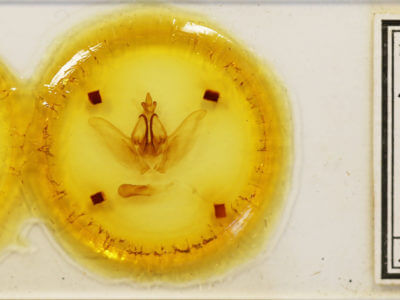 slide view of adult Rifargia intermedia