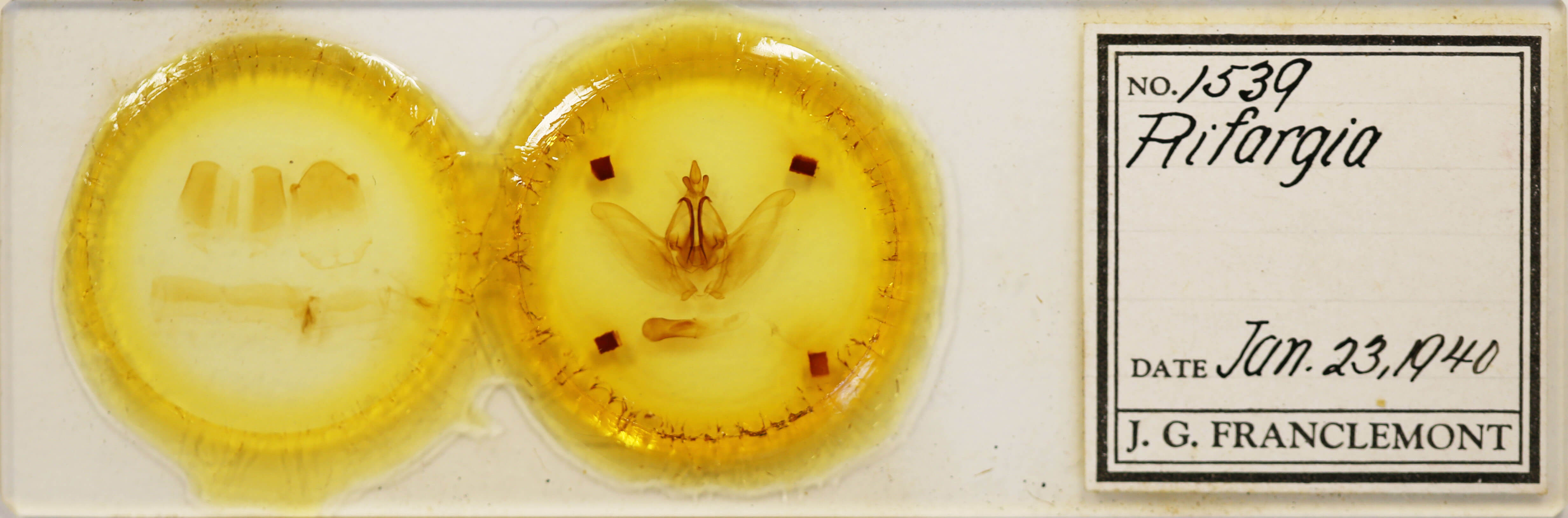 slide view of adult Rifargia intermedia