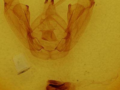 genitalia view of adult Sericochroa edvina