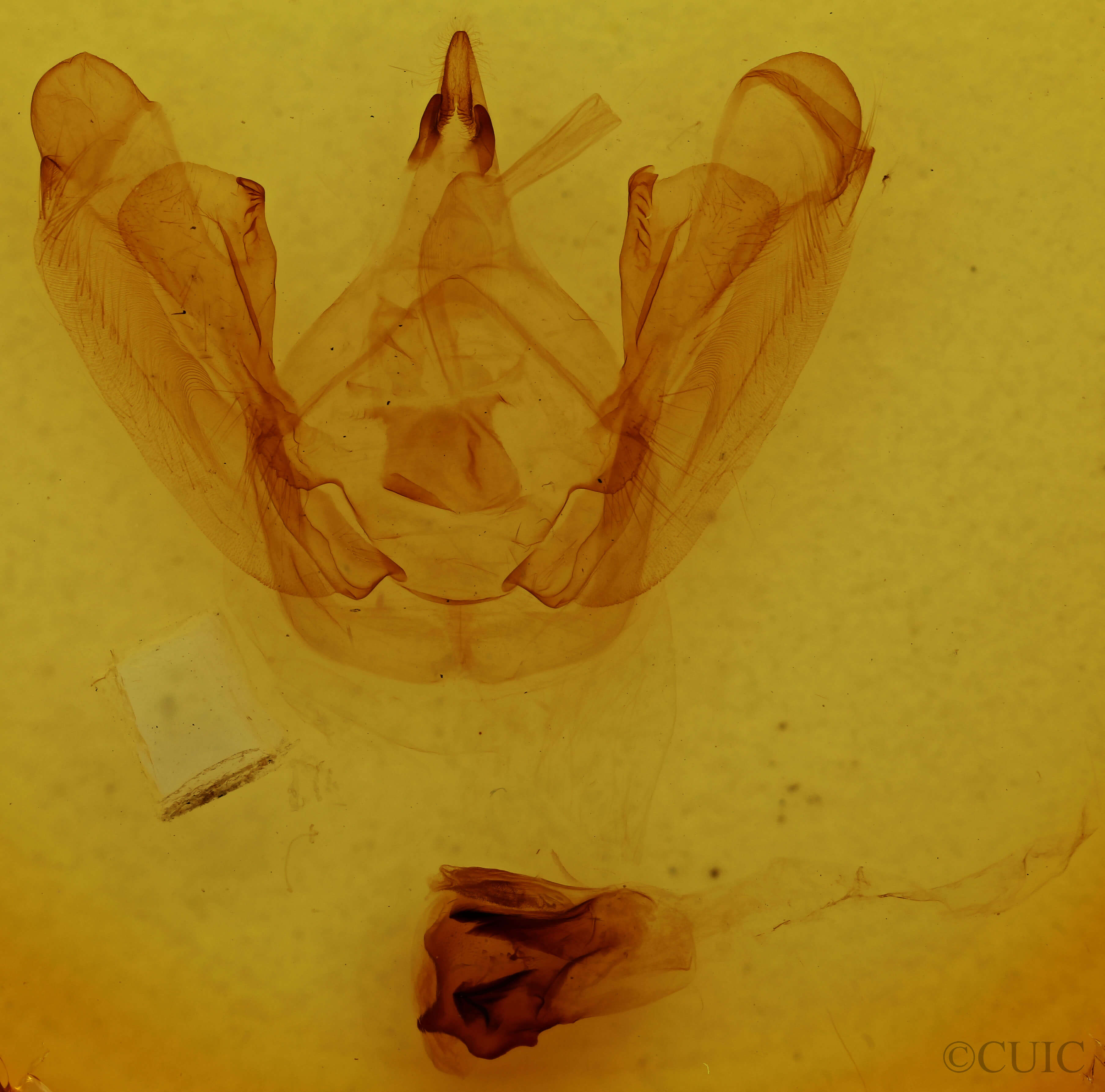 genitalia view of adult Sericochroa edvina