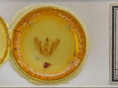 slide view of adult Sericochroa edvina